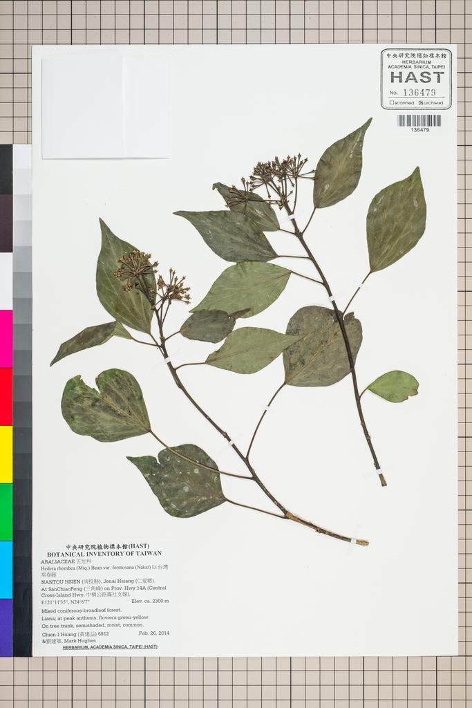 <Unit #124782 Huang, Chien-I | 黃建益 | 6812:: | Hedera rhombea (Miq.) Bean var. formosana (Nakai) Li>