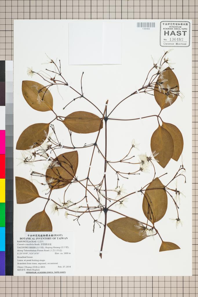 <Unit #124785 Huang, Chien-I | 黃建益 | 6815:: | Clematis crassifolia Benth.>