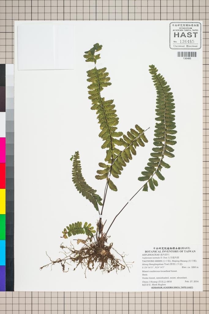 <Unit #124789 Huang, Chien-I | 黃建益 | 6818:: | Asplenium normale D. Don>