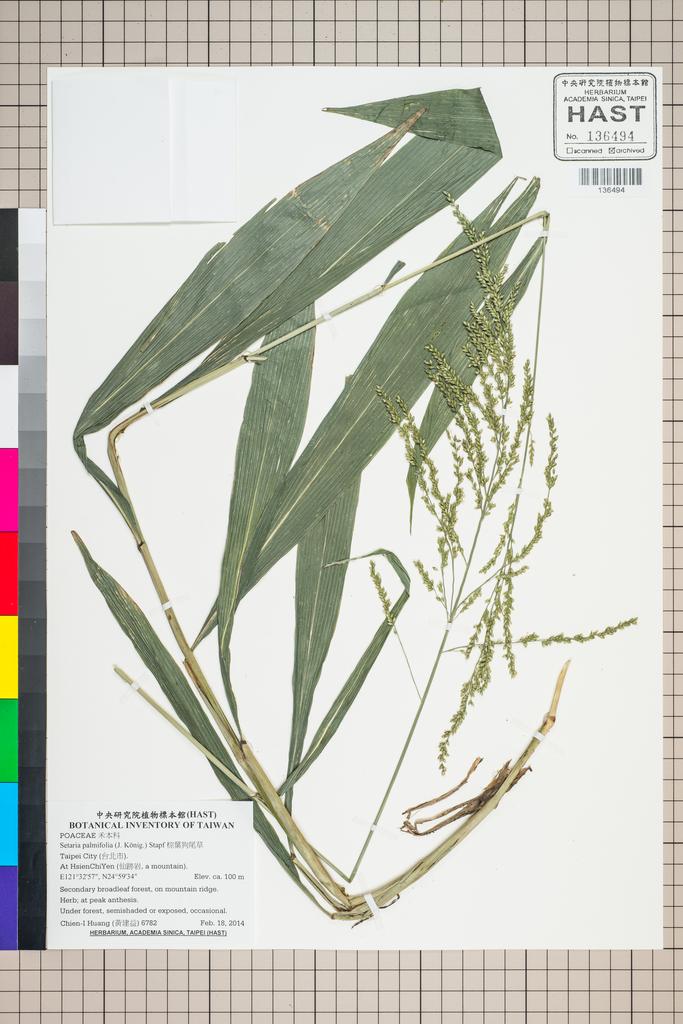 <Unit #124744 Huang, Chien-I | 黃建益 | 6782:: | Setaria palmifolia (J. König.) Stapf>