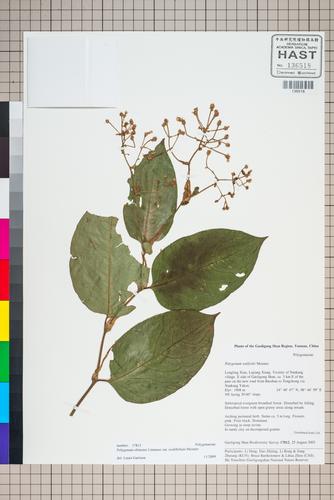 Polygonum chinense L. var. ovalifolium Meisn.