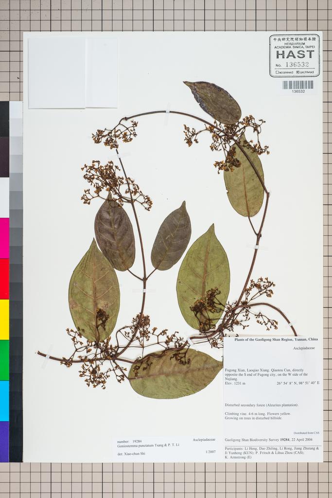 <Unit #125982 Gaoligong Shan Biodiversity Survey | 19284:: | ASCLEPIADACEAE>