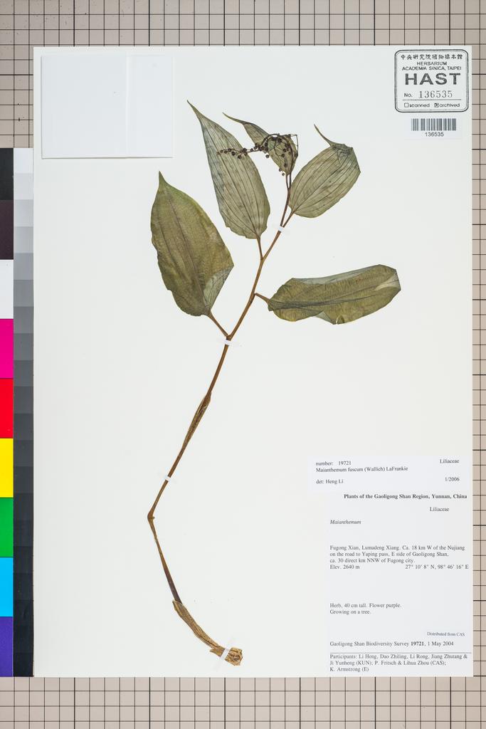 <Unit #125985 Gaoligong Shan Biodiversity Survey | 19721:: | Maianthemum fuscum (Wall.) La Frankie>