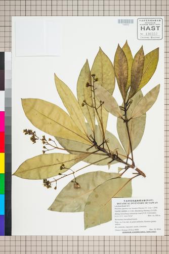 Machilus japonica var. kusanoi (Hayata) J.C. Liao