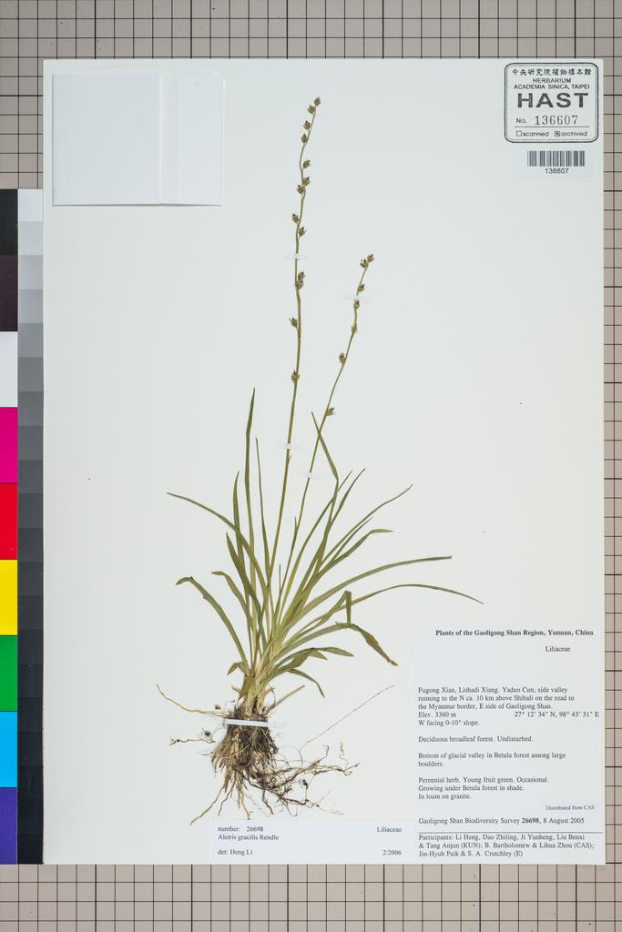 <Unit #124859 Gaoligong Shan Biodiversity Survey | 26698:: | Aletris gracilis Rendle>