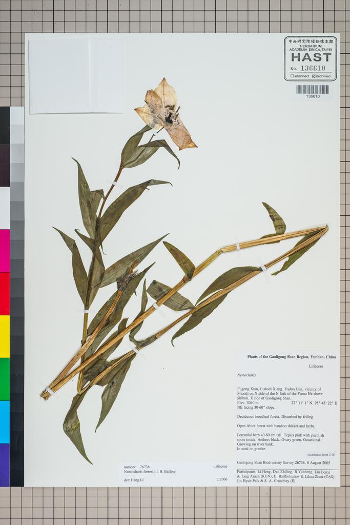 <Unit #124866 Gaoligong Shan Biodiversity Survey | 26736:: | Nomocharis forrestii Balf. f.>