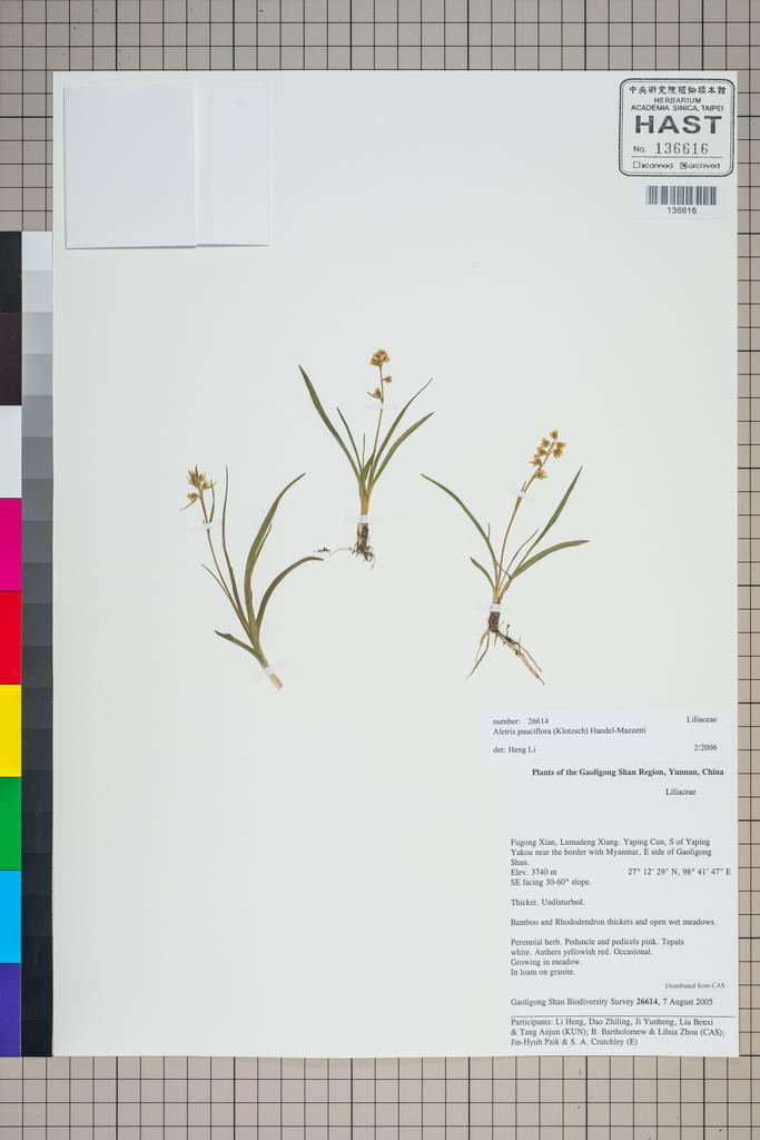 <Unit #124876 Gaoligong Shan Biodiversity Survey | 26614:: | Aletris pauciflora (Klotzsch) Hand.-Mazz.>