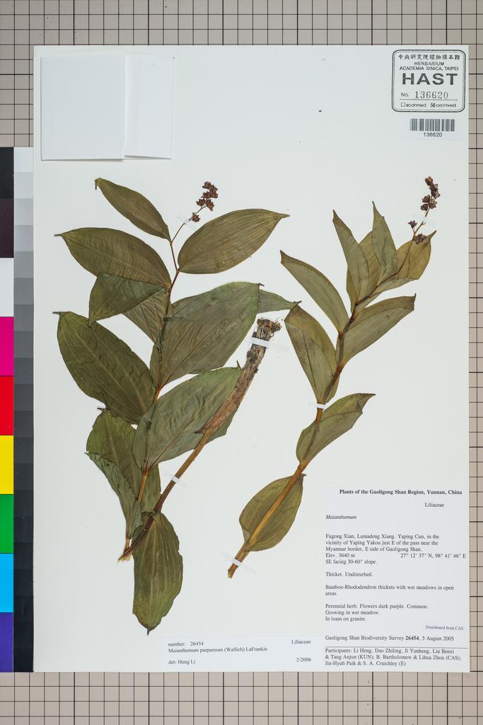 <Unit #124882 Gaoligong Shan Biodiversity Survey | 26454:: | Maianthemum purpureum (Wall.) La Frankie>