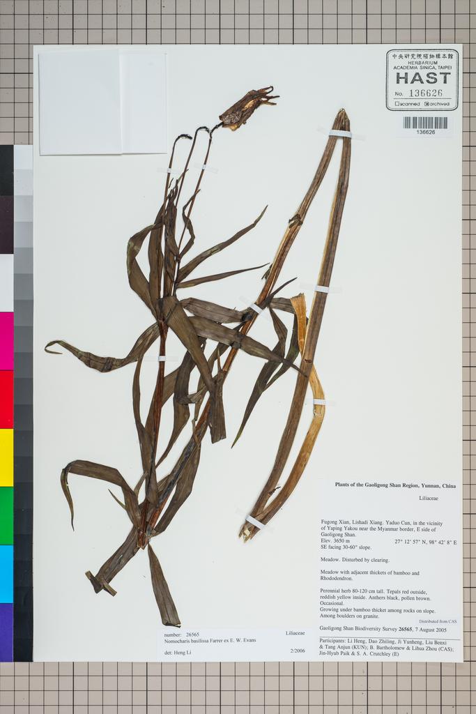 <Unit #124889 Gaoligong Shan Biodiversity Survey | 26565:: | Nomocharis basilissa Farrer ex W. E. Evans>