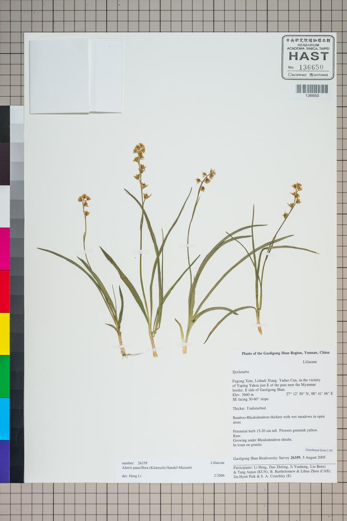 <Unit #124922 Gaoligong Shan Biodiversity Survey | 26359:: | Aletris pauciflora (Klotzsch) Hand.-Mazz.>