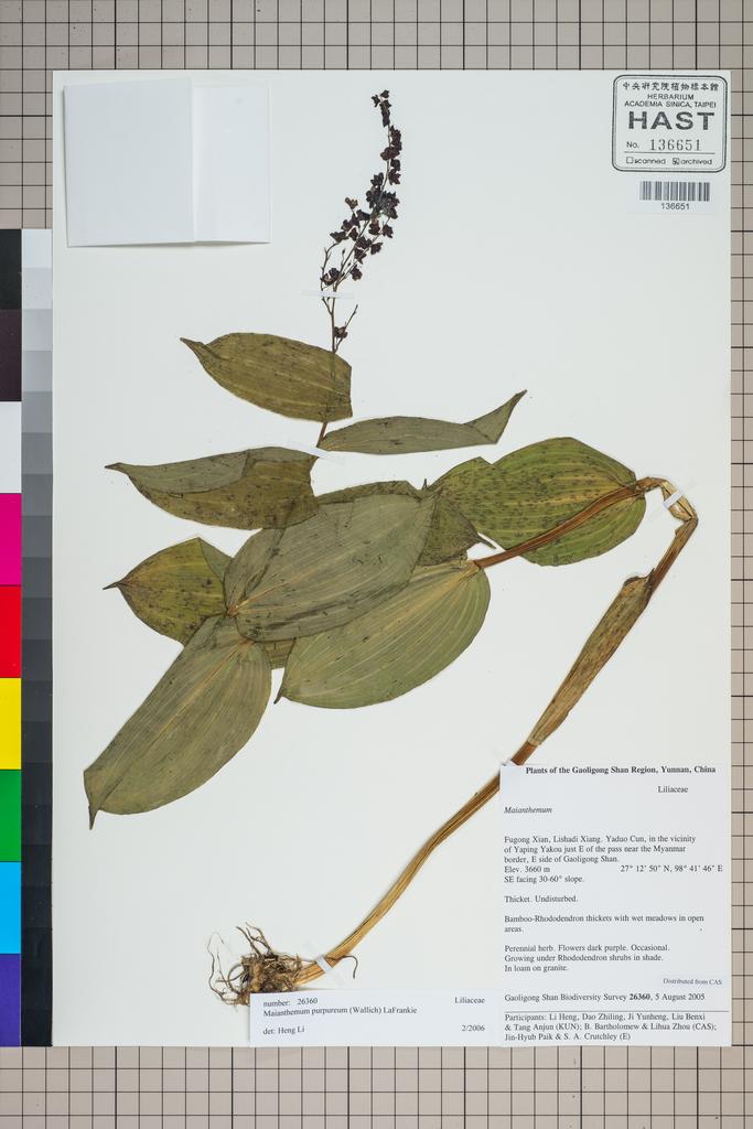 <Unit #124923 Gaoligong Shan Biodiversity Survey | 26360:: | Maianthemum purpureum (Wall.) La Frankie>