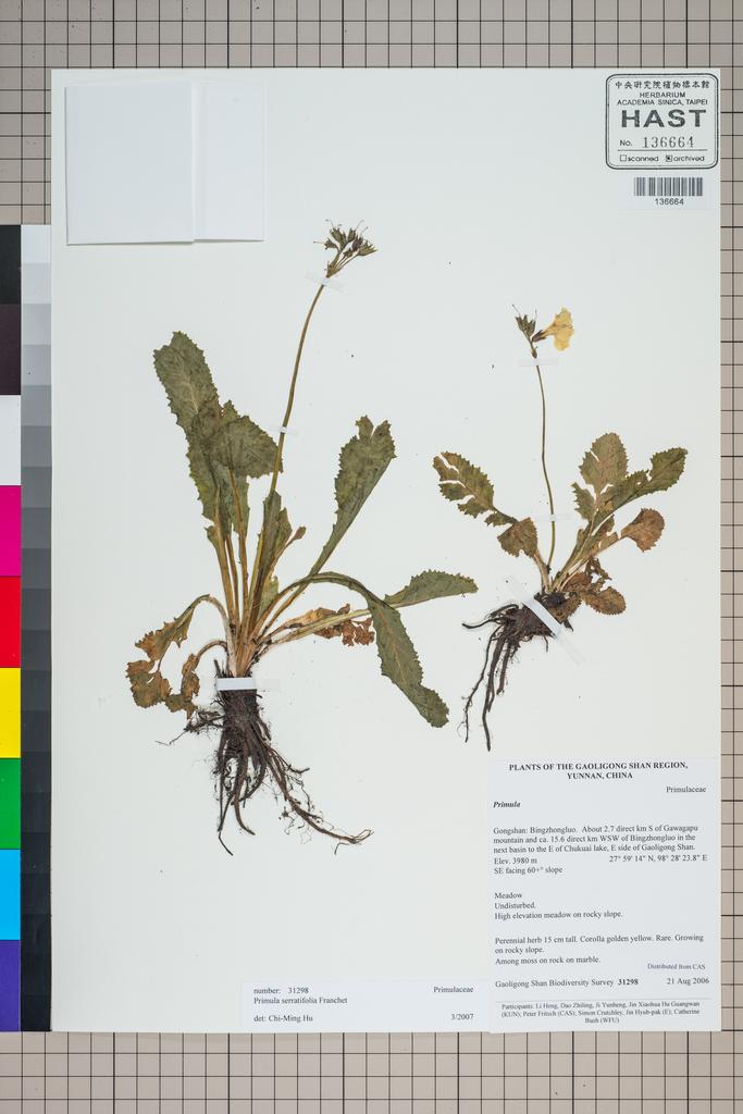 <Unit #125202 Gaoligong Shan Biodiversity Survey | 31298:: | Primula serratifolia Franch.>