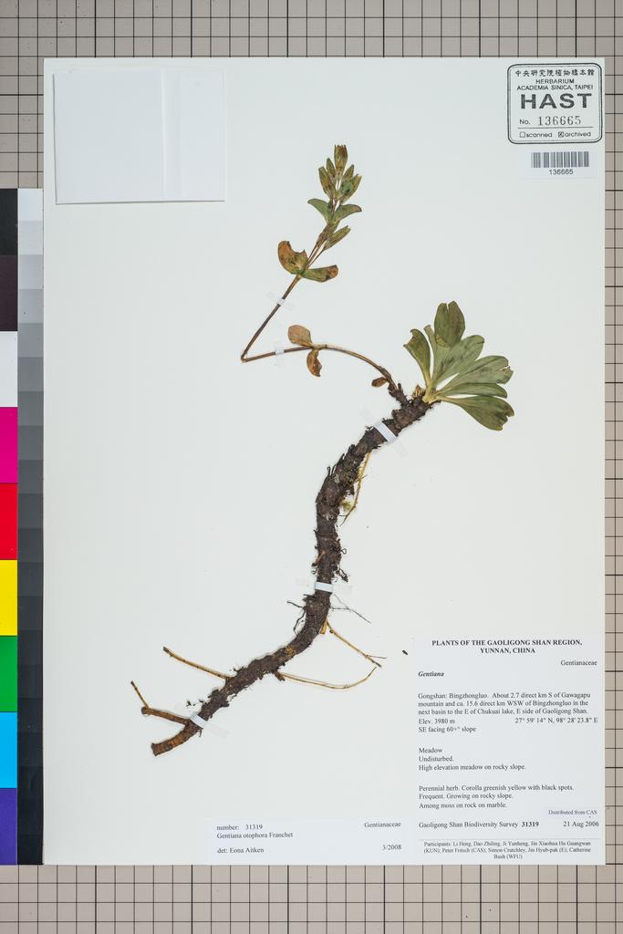 <Unit #125203 Gaoligong Shan Biodiversity Survey | 31319:: | Gentiana otophora Franch.>