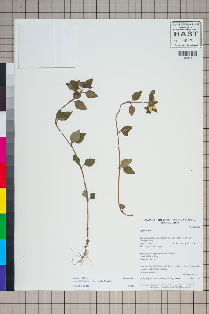 <Unit #125211 Gaoligong Shan Biodiversity Survey | 30871:: | Lysimachia tengyuehensis Hand.-Mazz.>