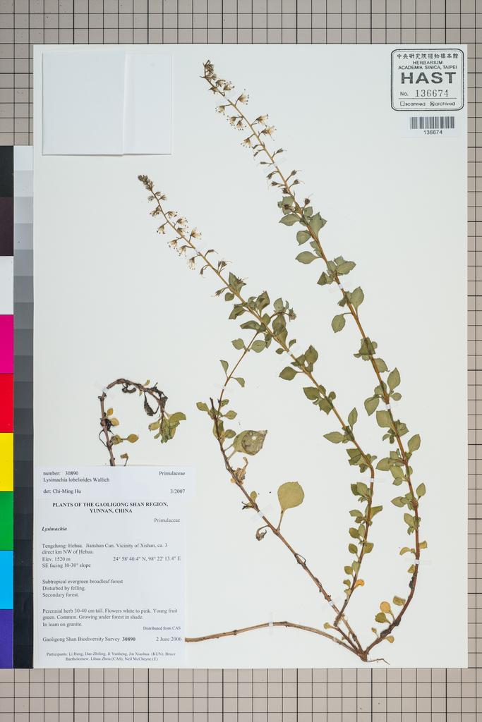 <Unit #125212 Gaoligong Shan Biodiversity Survey | 30890:: | Lysimachia lobelioides Wall.>