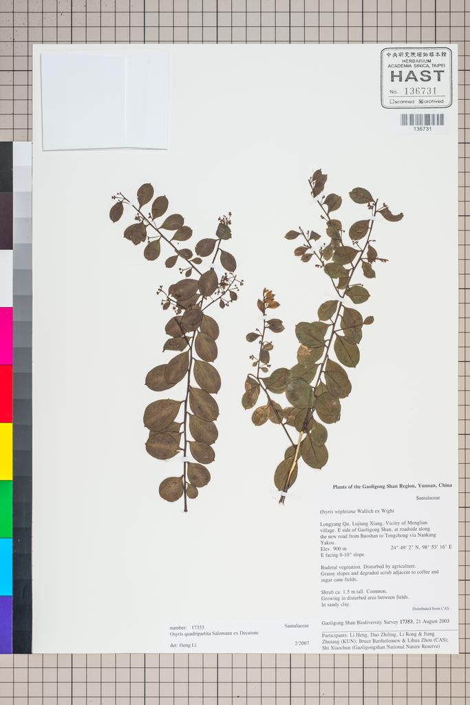 <Unit #124929 Gaoligong Shan Biodiversity Survey | 17353:: | Osyris quadripartita Salzm. ex Decne.>