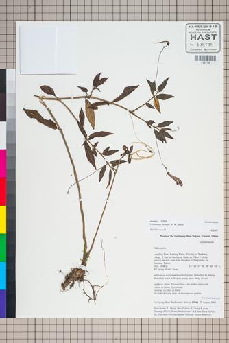 Lysionotus pubescens (Lysionotus pubescens)