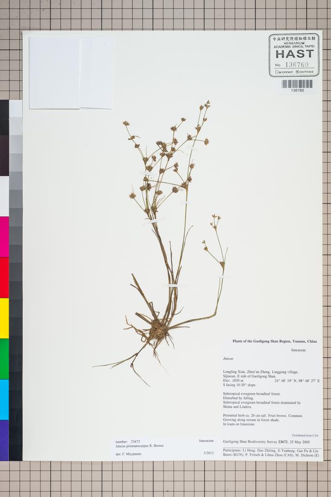 <Unit #125013 Gaoligong Shan Biodiversity Survey | 23672:: | Juncus prismatocarpus R. Br.>