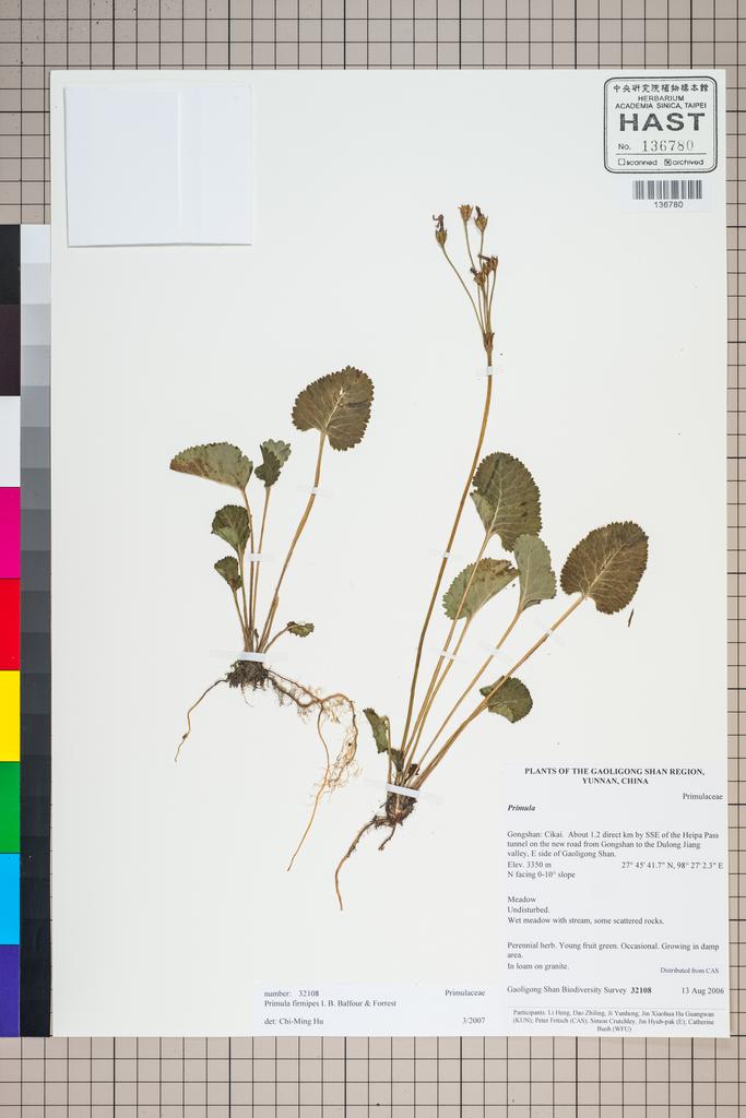 <Unit #125063 Gaoligong Shan Biodiversity Survey | 32108:: | Primula firmipes Balf. f. & Forrest>