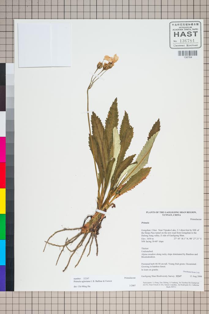 <Unit #125067 Gaoligong Shan Biodiversity Survey | 32247:: | Primula agleniana Balf. f. & Forrest>