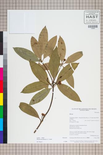 Illicium merrillianum (Illicium merrillianum)