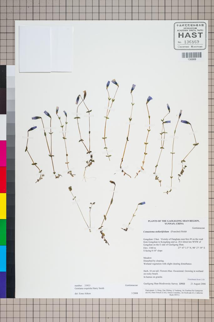 <Unit #125129 Gaoligong Shan Biodiversity Survey | 33933:: | Gentiana exquisita Harry Sm.>