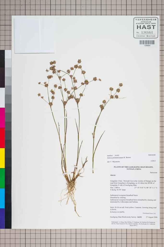 <Unit #125172 Goldblatt, Peter |  | 34192:: | Juncus prismatocarpus R. Br.>