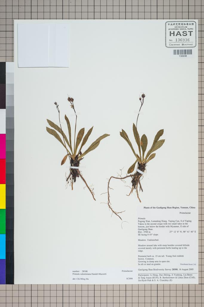 <Unit #125307 Gaoligong Shan Biodiversity Survey | 28508:: | Primula valentiniana Hand.-Mazz.>