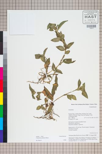 Commelina paludosa Blume