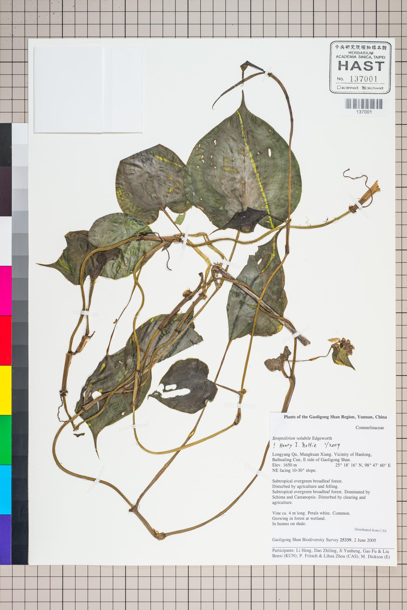 Sample image for viewer