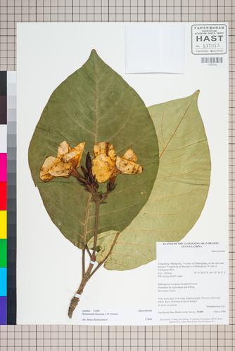 Beaumontia khasiana (Beaumontia khasiana)