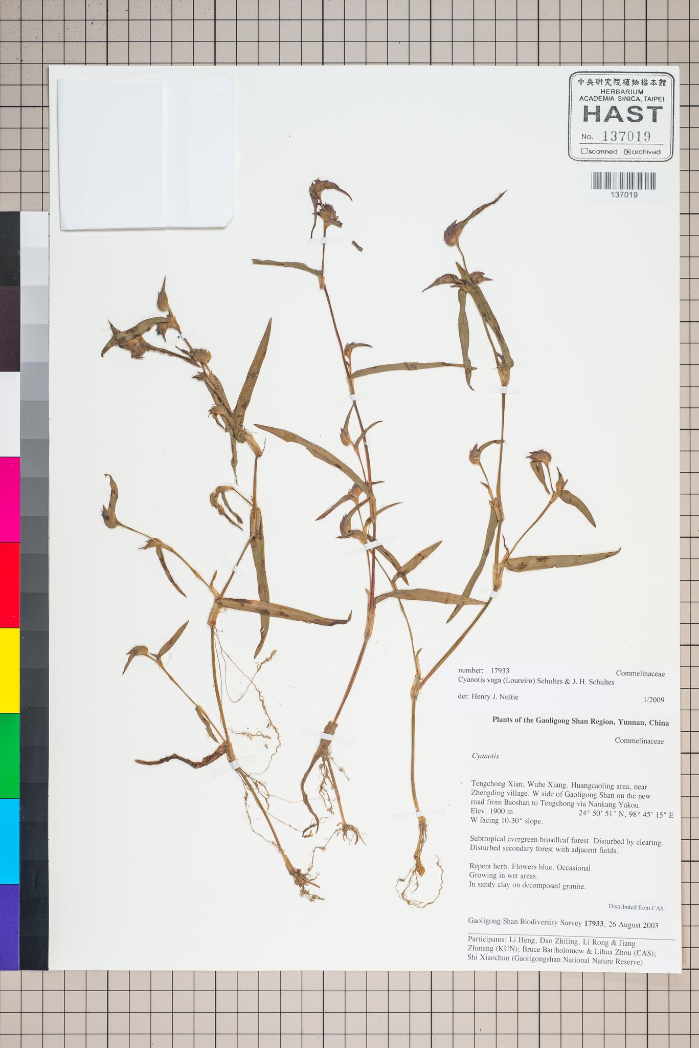 Sample image for viewer