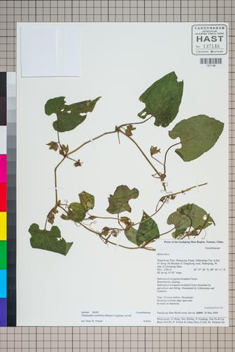 Thladiantha