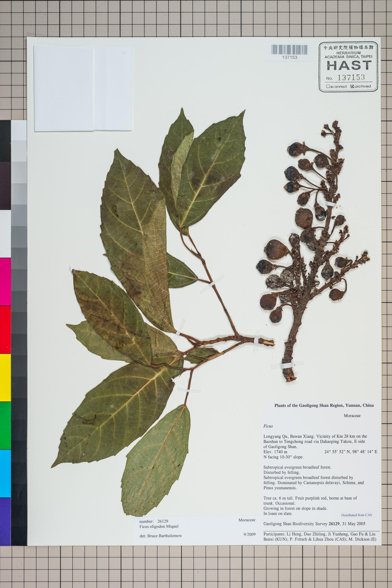 Sample image for viewer