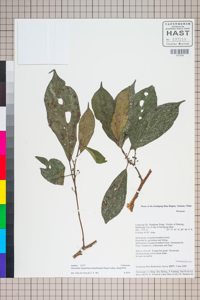 <Unit #125540 Gaoligong Shan Biodiversity Survey | 25377:: | Oreocnide>