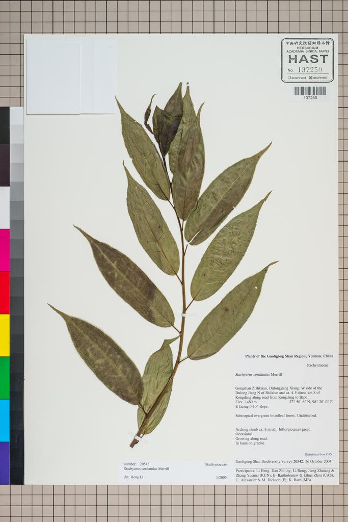 <Unit #125458 Gaoligong Shan Biodiversity Survey | 20542:: | Turpinia cochinchinensis (Lour.) Merr.>