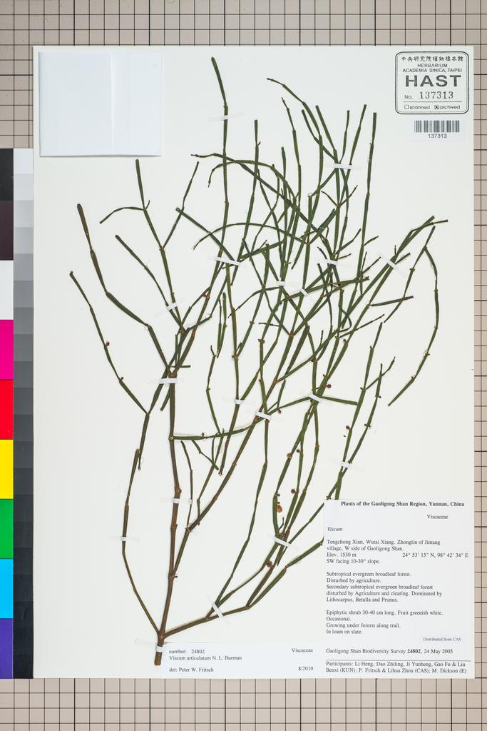 <Unit #125575 Gaoligong Shan Biodiversity Survey | 24802:: | Viscum articulatum Burm.>