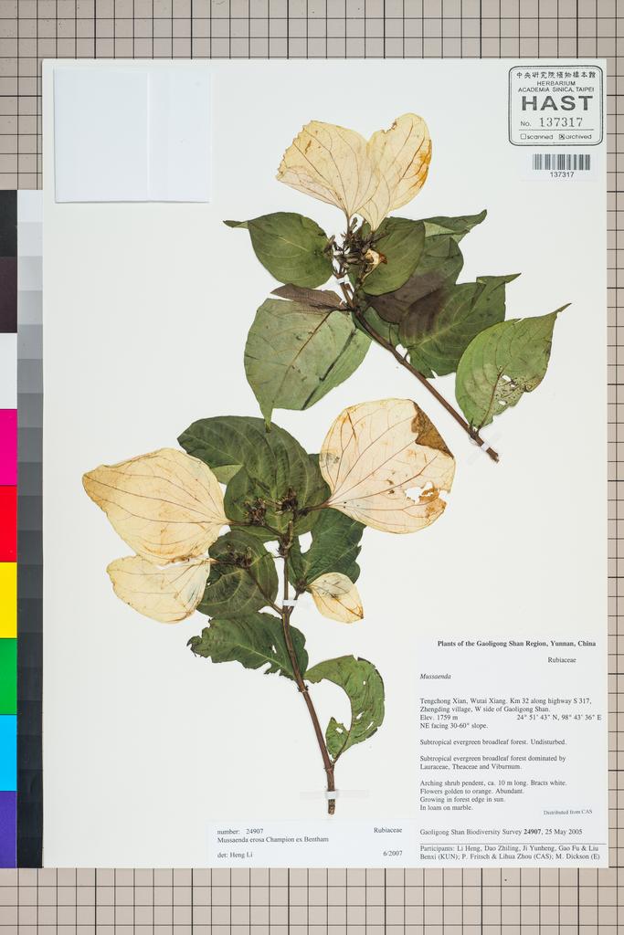 <Unit #125579 Gaoligong Shan Biodiversity Survey | 24907:: | Mussaenda erosa Champ. ex Benth.>