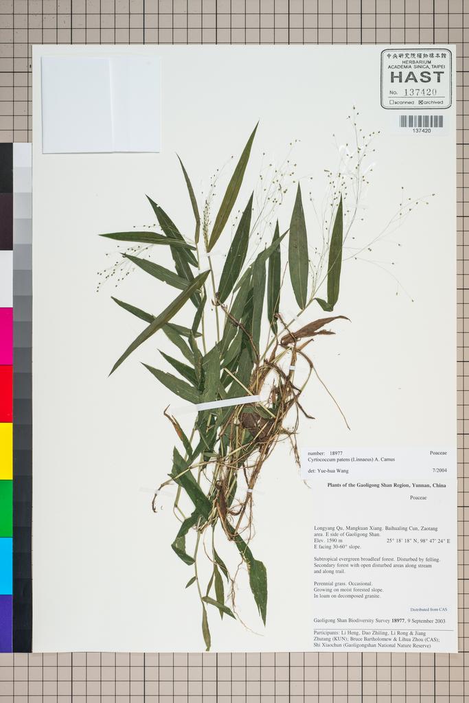 <Unit #126053 Gaoligong Shan Biodiversity Survey | 18977:: | Cyrtococcum patens (L.) A. Camus>