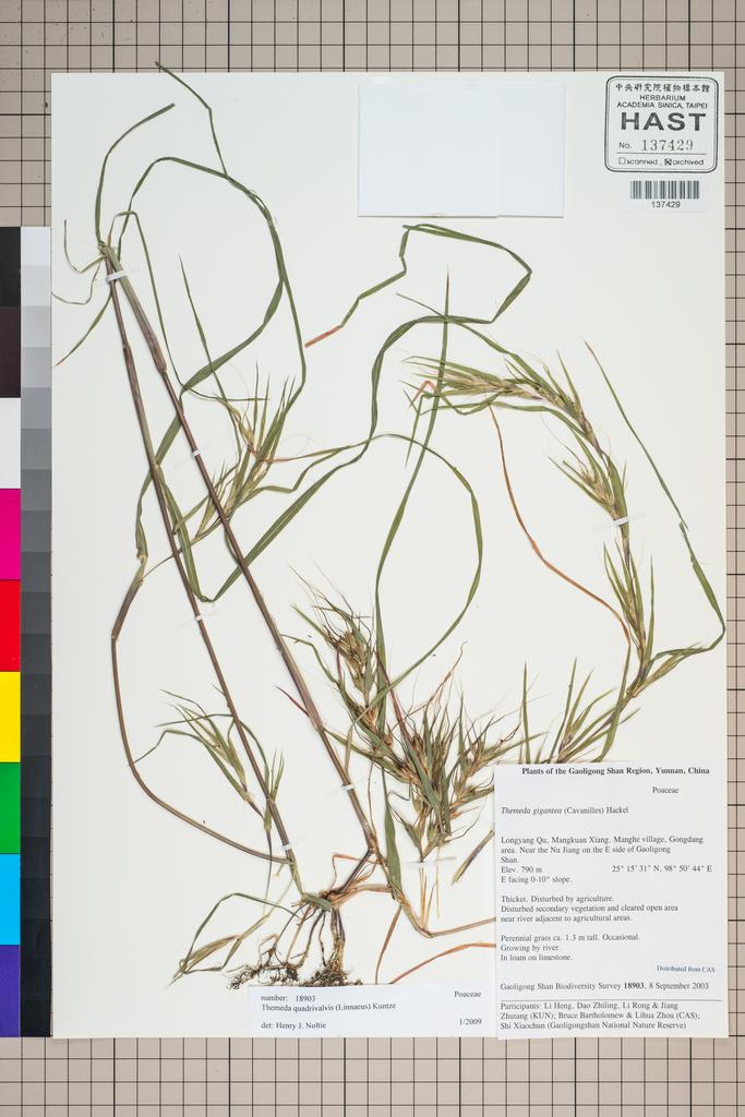 <Unit #126060 Gaoligong Shan Biodiversity Survey | 18903:: | Themeda>