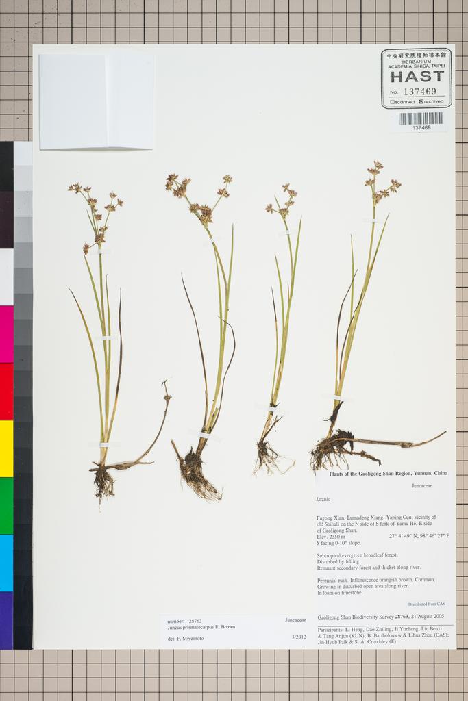 <Unit #125929 Gaoligong Shan Biodiversity Survey | 28763:: | Juncus prismatocarpus R. Br.>