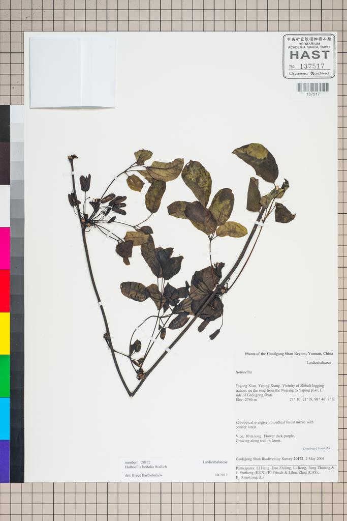 <Unit #126188 Gaoligong Shan Biodiversity Survey | 20172:: | Holboellia latifolia Wall.>