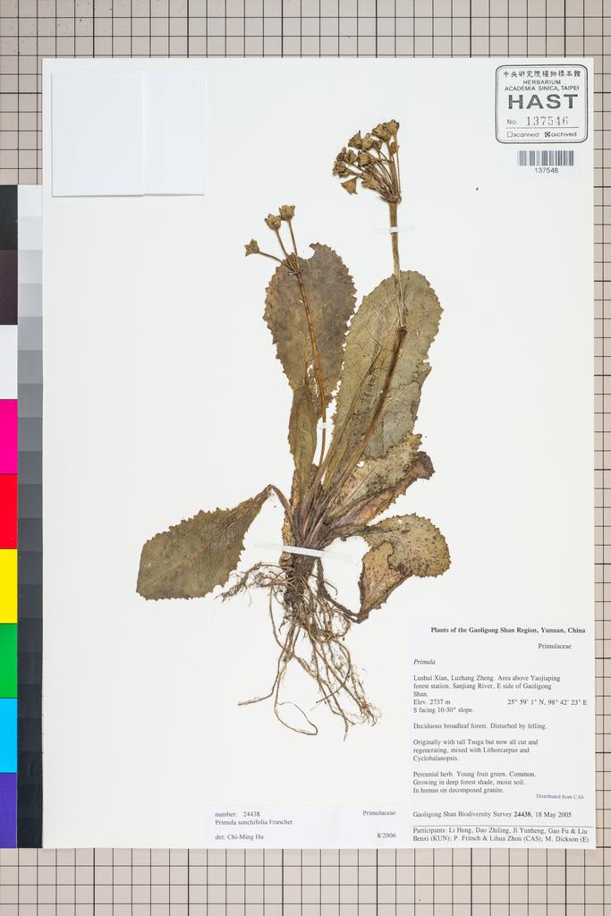 <Unit #125711 Gaoligong Shan Biodiversity Survey | 24438:: | Primula>