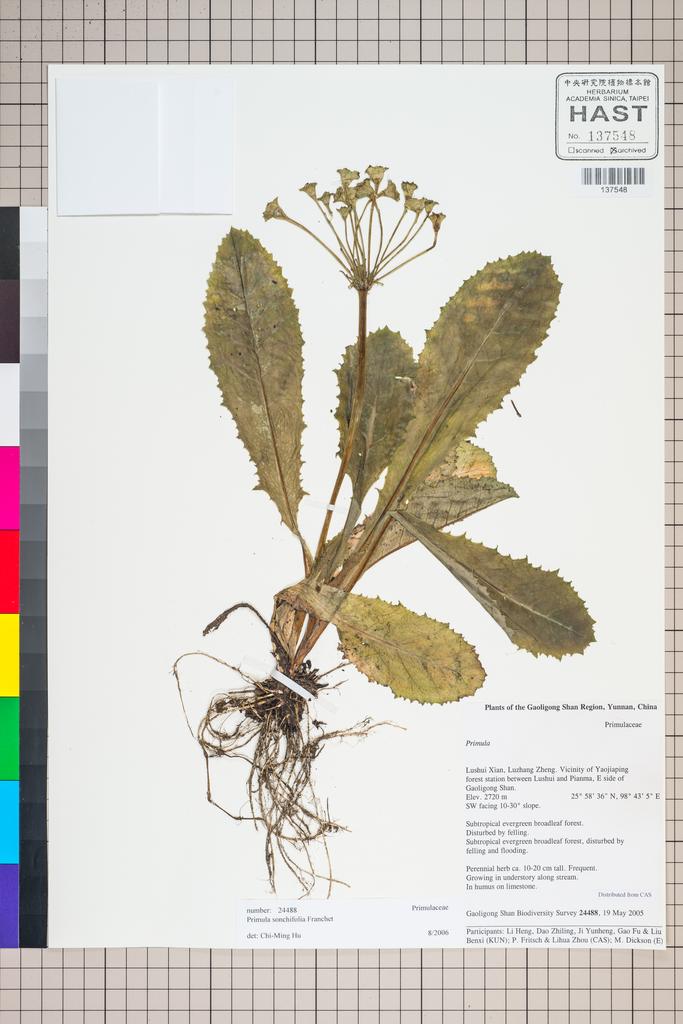 <Unit #125667 Gaoligong Shan Biodiversity Survey | 24488:: | Primula>