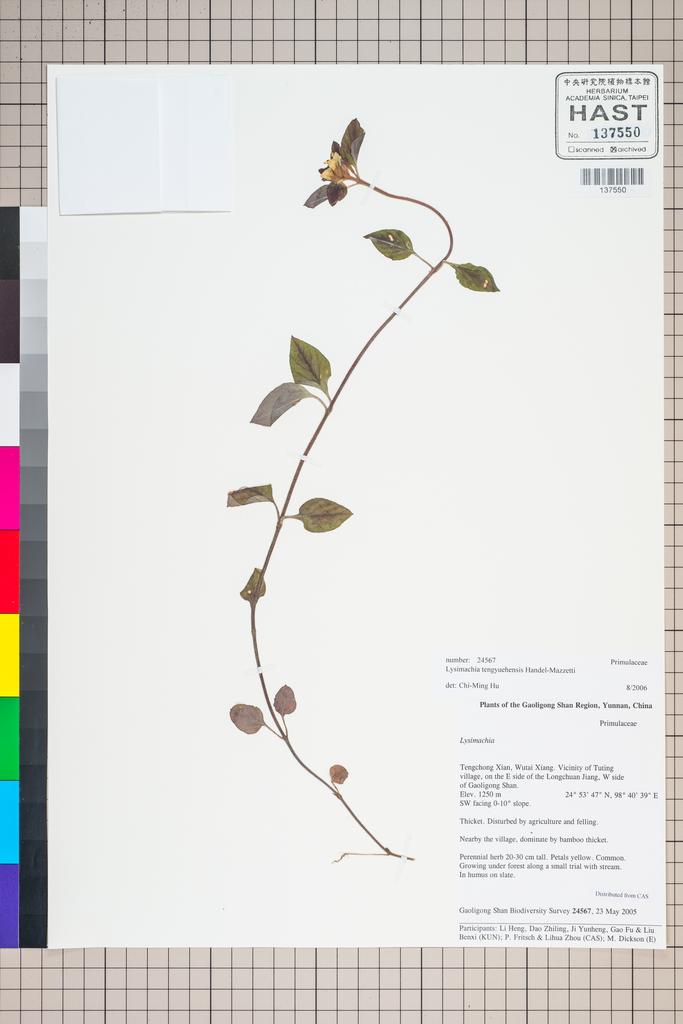 <Unit #125714 Gaoligong Shan Biodiversity Survey | 24567:: | Lysimachia tengyuehensis Hand.-Mazz.>