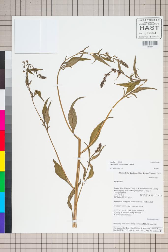<Unit #125672 Gaoligong Shan Biodiversity Survey | 22858:: | Lysimachia decurrens G. Forster>