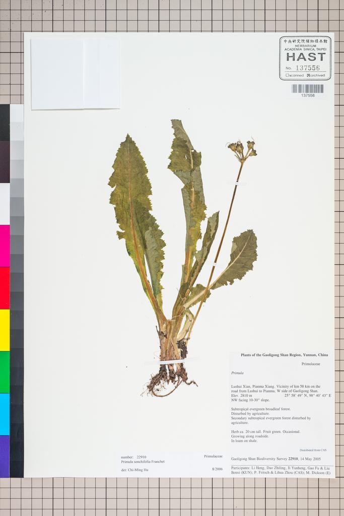 <Unit #125724 Gaoligong Shan Biodiversity Survey | 22910:: | Primula>