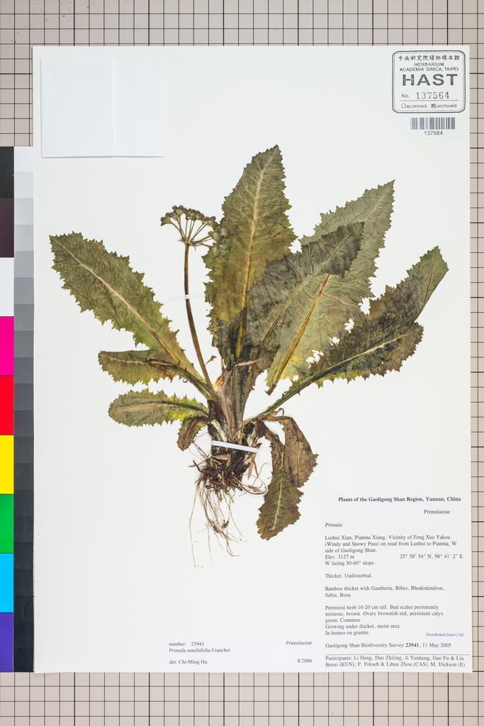 <Unit #125698 Gaoligong Shan Biodiversity Survey | 23941:: | Primula>