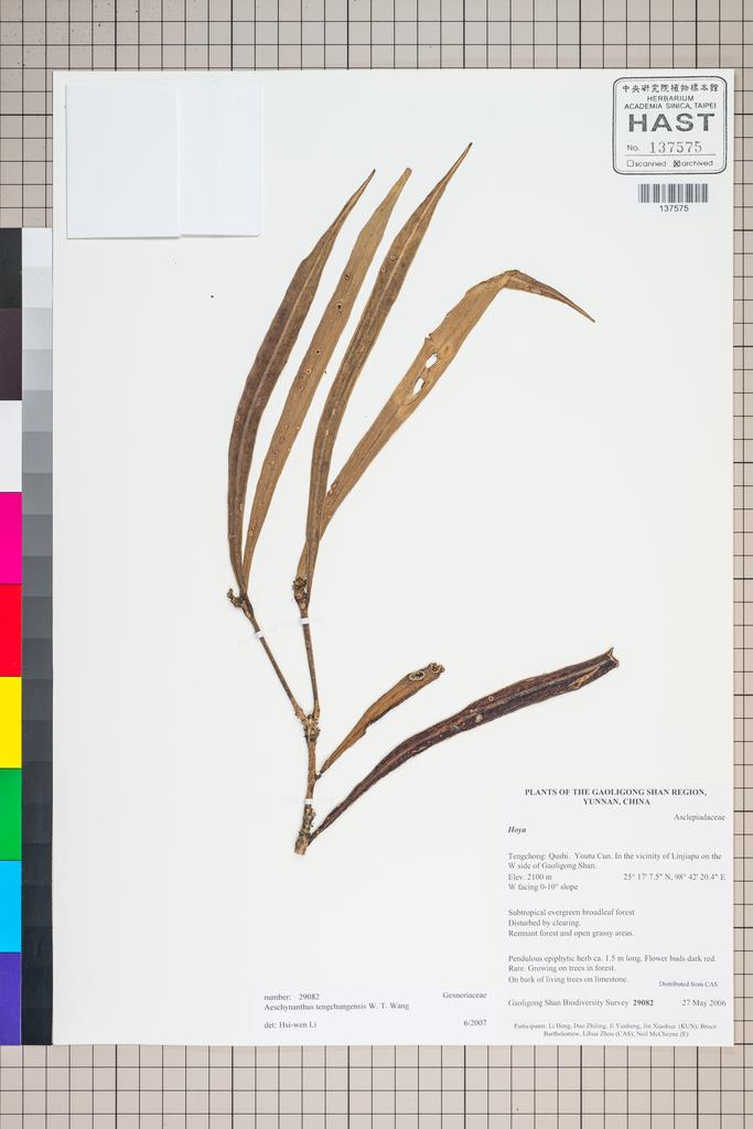 <Unit #125899 Gaoligong Shan Biodiversity Survey | 29082:: | Aeschynanthus>
