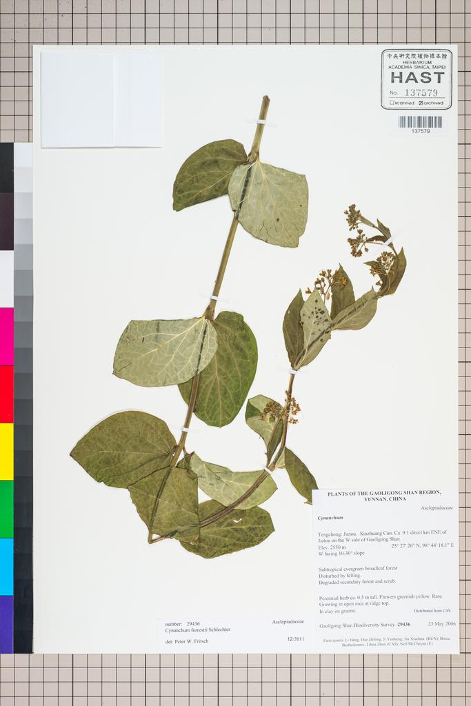 <Unit #125882 Gaoligong Shan Biodiversity Survey | 29436:: | Cynanchum forrestii Schltr.>